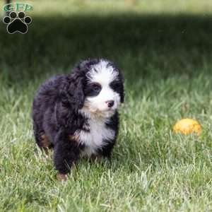 Baxter, Bernedoodle Puppy